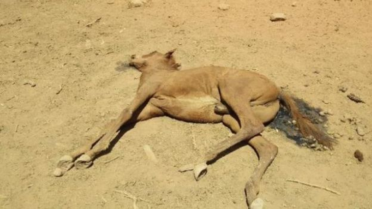 Nắng quá nóng, ngựa hoang ở Úc chết cả bầy như bị thảm sát - Ảnh 3.