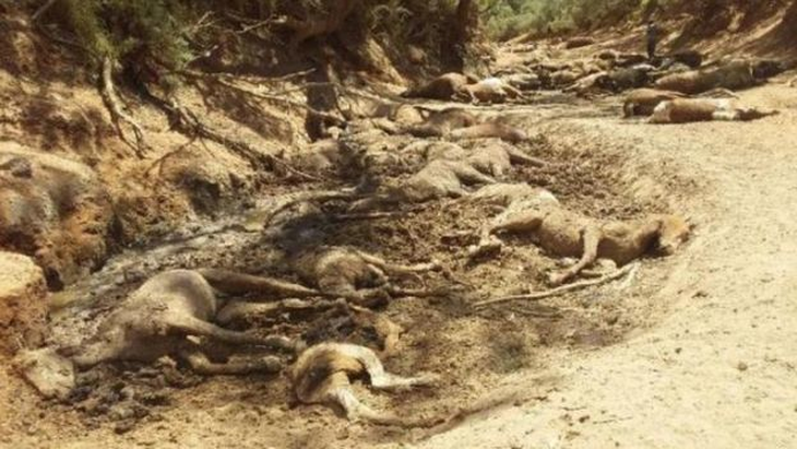 Nắng quá nóng, ngựa hoang ở Úc chết cả bầy như bị thảm sát - Ảnh 2.