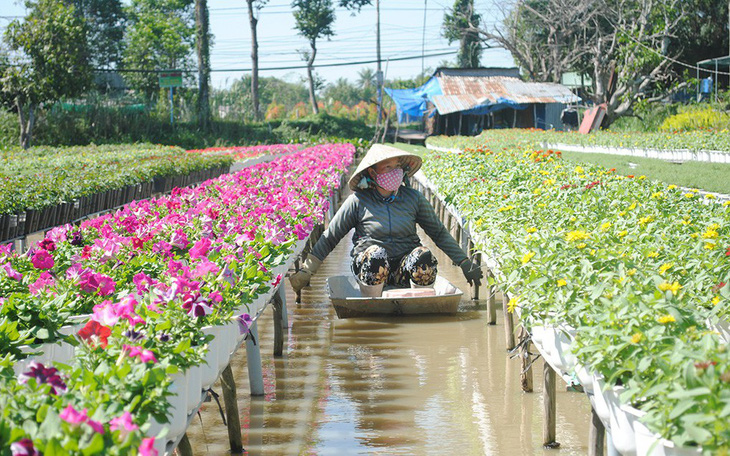 Thăng trầm làng hoa Sa Đéc - Kỳ 1: Từ quá khứ đến hiện tại