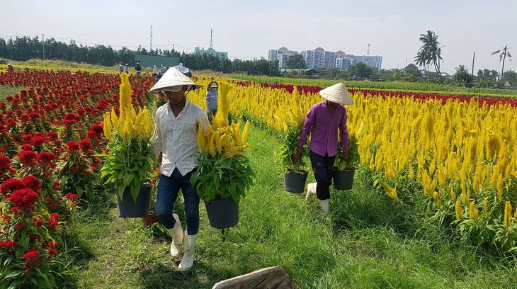 Thương lái đua nhau gom cúc, mào gà… ra chợ tết - Ảnh 4.