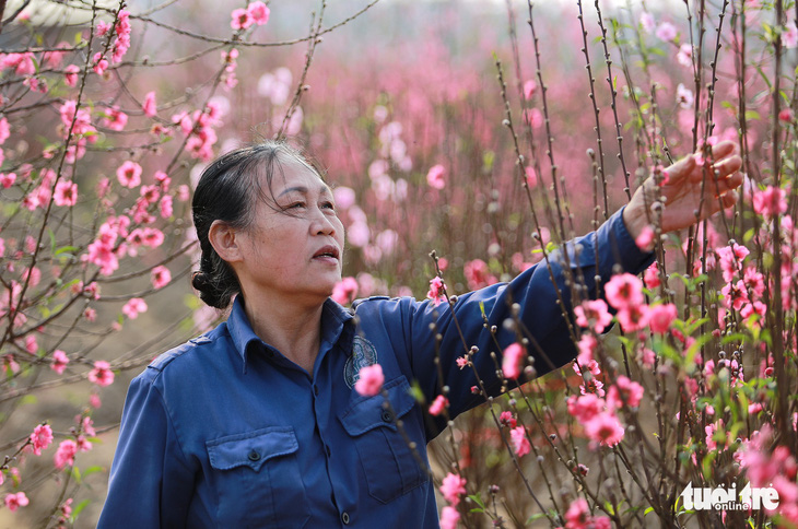 Đào Nhật Tân đỏ rực ngày giáp Tết - Ảnh 8.