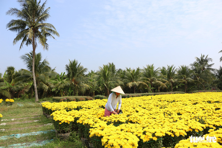 Hàng triệu giỏ hoa Mỹ Tho đang đổ về Sài Gòn, Bình Dương, Tây Ninh... - Ảnh 3.