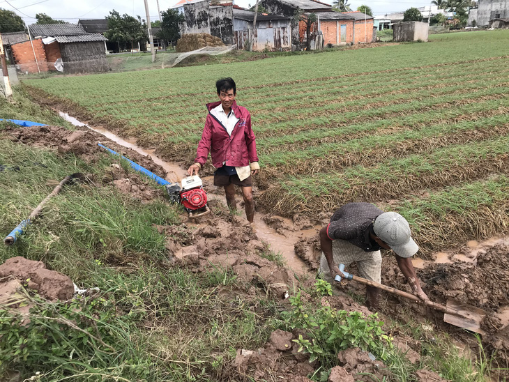 Nông dân trồng hành tím ở Sóc Trăng phập phồng lo âu - Ảnh 1.