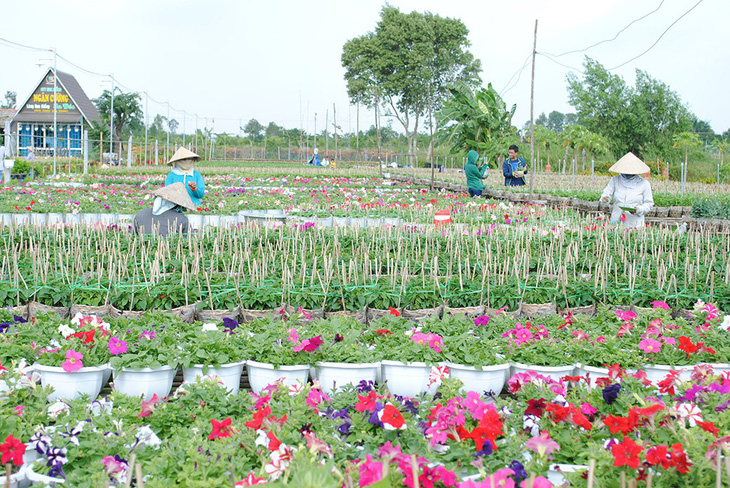 Thăng trầm làng hoa Sa Đéc - Kỳ 6: Gian nan nghề hoa - Ảnh 5.