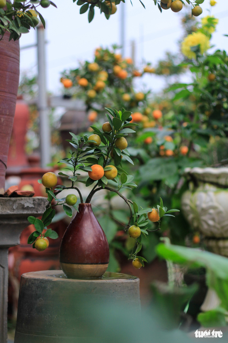 Lạ mắt với quất bonsai trong chai thủy tinh - Ảnh 4.