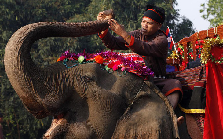Bất ngờ khi Lào, đất nước triệu voi chỉ còn chưa tới 1.000 voi  - Ảnh 1.