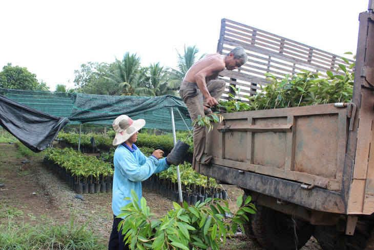 Cảnh báo nông dân không trồng giống sầu riêng lạ - Ảnh 2.