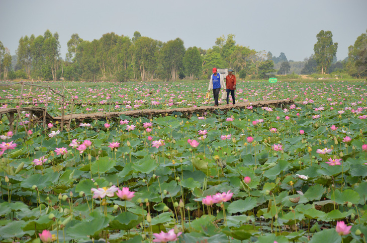 Quên lũ bằng sinh kế mới - Ảnh 1.