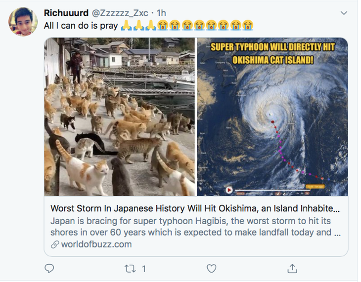 Người Nhật bỏ người, cầu nguyện cho mèo trong siêu bão Hagibis? - Ảnh 2.