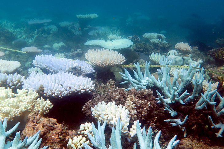 Hy vọng mới cho san hô chết vì hiện tượng ấm lên của Trái Đất - Ảnh 1.