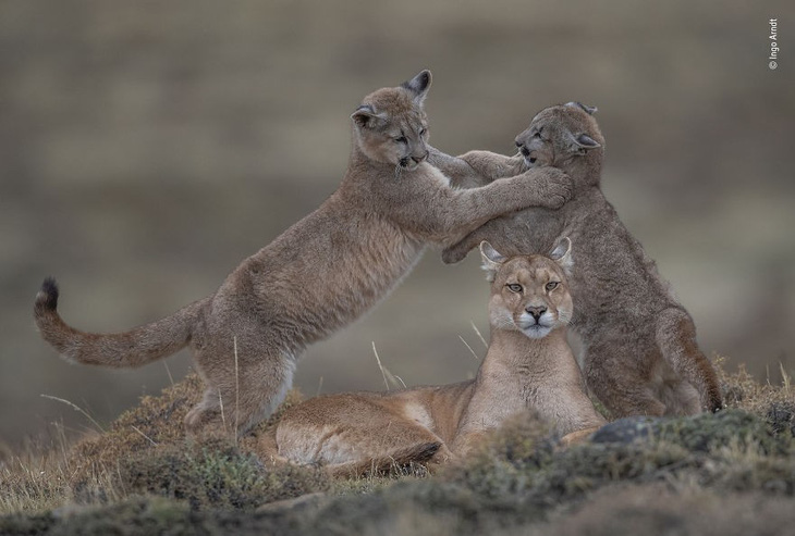 Sóc chết đứng khi thấy cáo thắng giải Nhiếp ảnh gia động vật hoang dã 2019 - Ảnh 5.