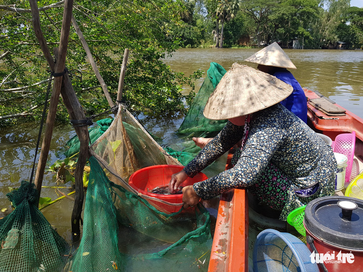 Lũ về trễ lại rút nhanh, giá cá linh còn khoảng 50.000 đồng/kg - Ảnh 3.