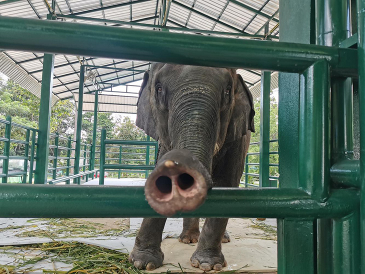 Góc tối đáng sợ của các trại voi mọc như nấm ở Thái Lan - Ảnh 2.