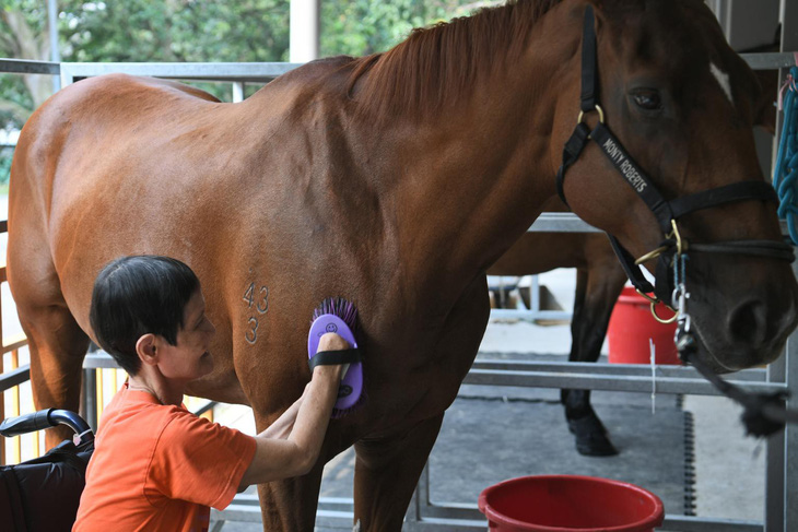 Dùng ngựa chữa bệnh, dân Singapore đang thích - Ảnh 2.