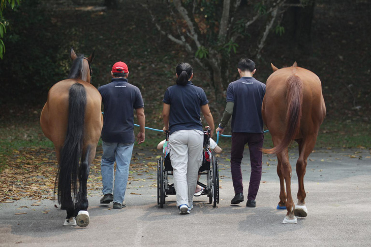 Dùng ngựa chữa bệnh, dân Singapore đang thích - Ảnh 3.