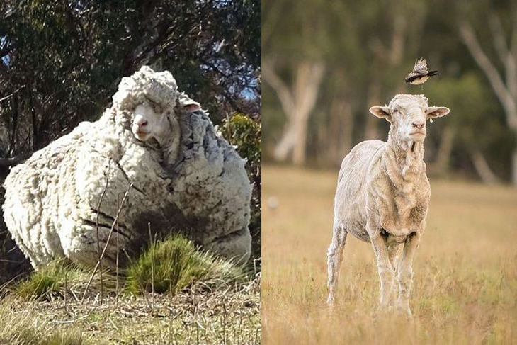 Chú cừu có bộ lông khủng nhất thế giới qua đời, bao trái tim tan vỡ - Ảnh 1.