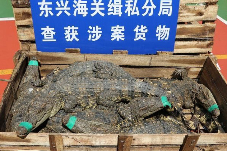 Trung Quốc thu giữ 3.541 con cá sấu và khỉ buôn lậu nghi từ Việt Nam - Ảnh 2.