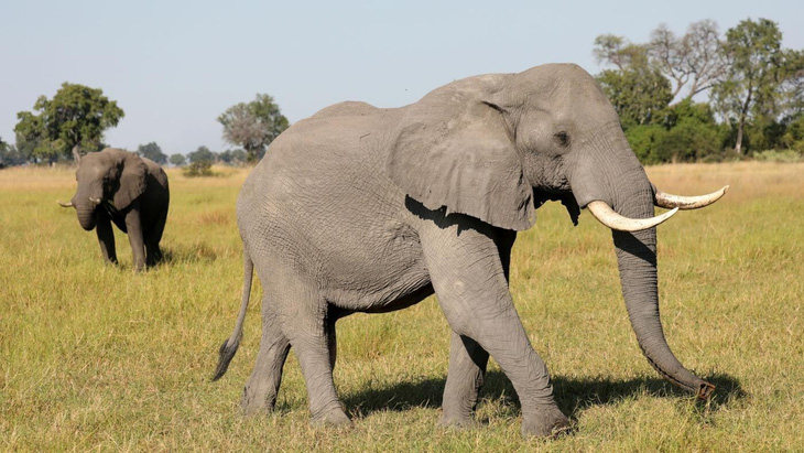 Hơn 100 con voi chết ở Botswana nghi do nhiễm bệnh than - Ảnh 1.