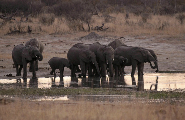 Đau lòng 55 con voi chết thảm vì đói khát, bị kền kền rỉa xác - Ảnh 2.