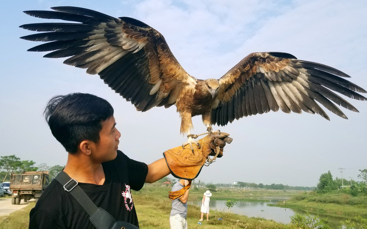 Mãn nhãn với những chú chim săn mồi sải cánh dũng mãnh