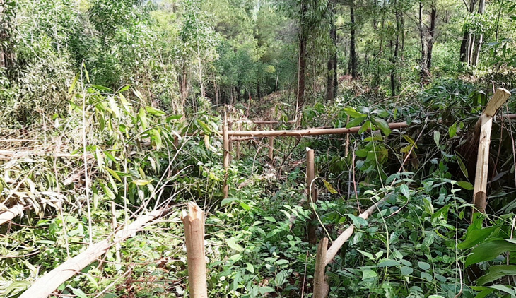 Hơn 4.000 cây keo rừng trồng của dân bị kẻ xấu chặt đứt ngang - Ảnh 1.