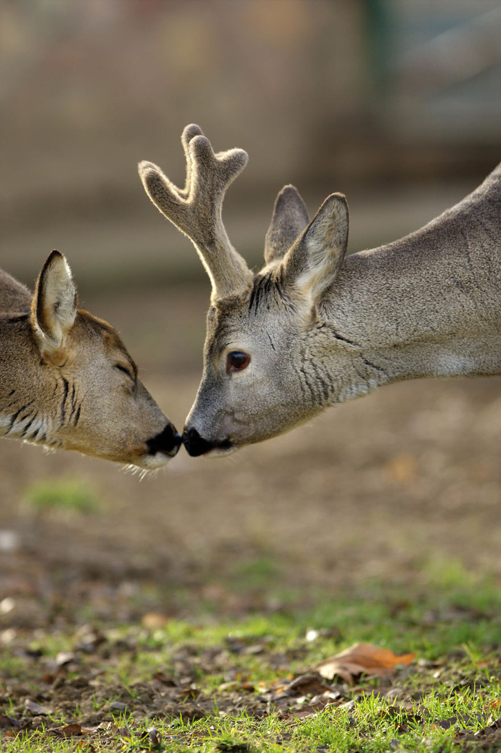 Động vật hôn nhau bày tỏ yêu thương ngọt ngào hơn cả người - Ảnh 5.