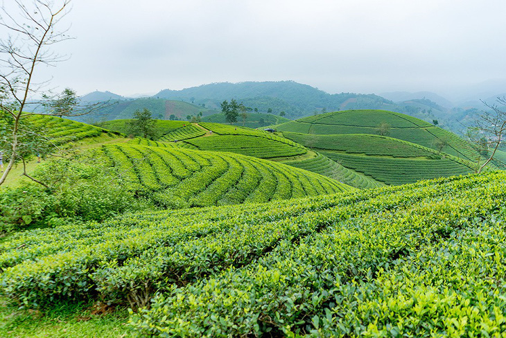 Đi tour Phú Thọ, nghỉ tại khách sạn 4 sao giá khuyến mãi - Ảnh 3.