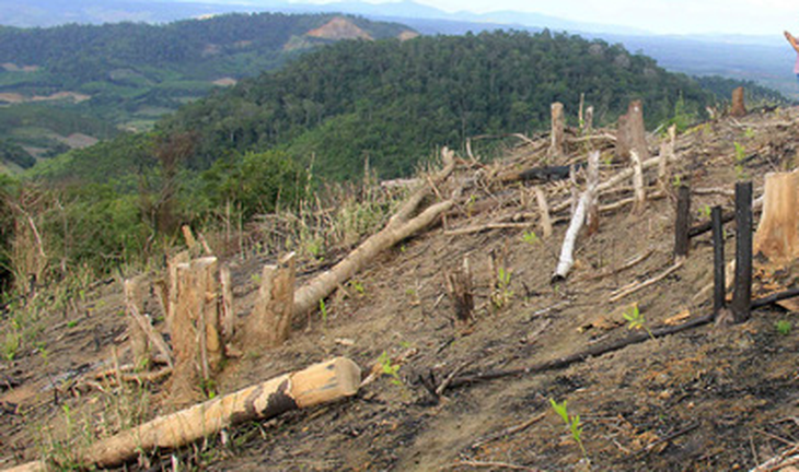 Khởi tố trưởng Ban quản lý rừng phòng hộ vì để đơn vị quân đội phá rừng, trồng cao su - Ảnh 1.