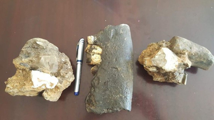Tìm thấy hóa thạch loài tê giác trong hang động ở Phong Nha - Kẻ Bàng - Ảnh 1.