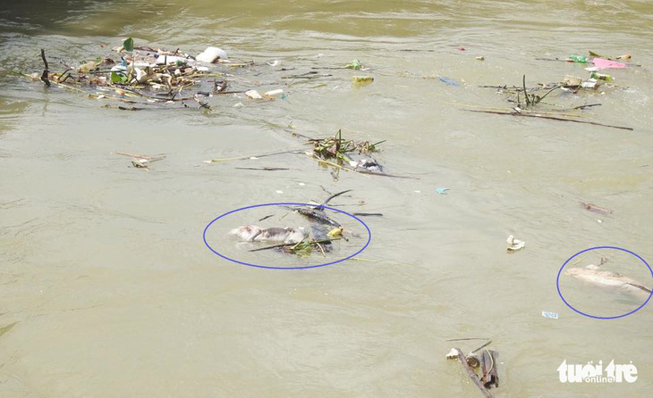 Nghệ An: Dân vứt heo chết trôi đầy sông, bất chấp dịch lan khắp nơi - Ảnh 3.