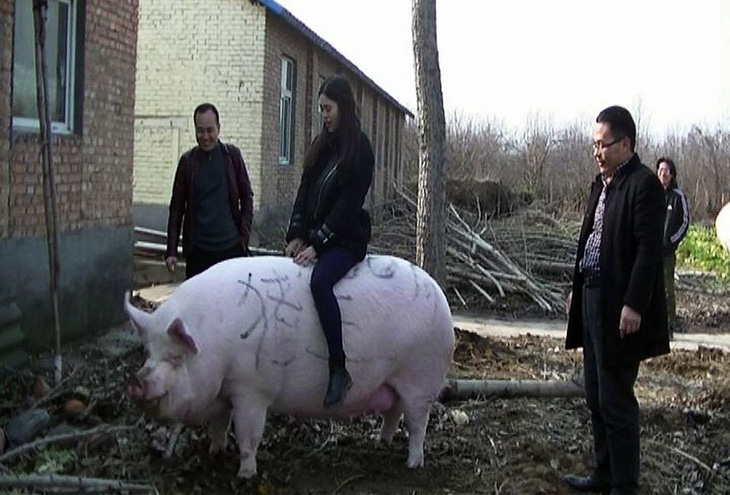 Thiếu thịt, nông dân Trung Quốc vỗ béo heo to như con bò - Ảnh 1.