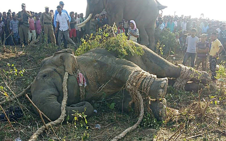 Sau 2 phát súng, Ấn Độ bắt được con voi hung dữ mang tên 