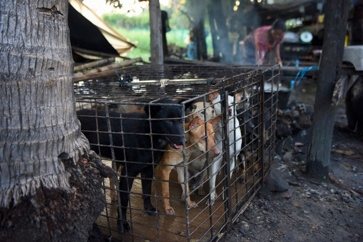 Dân Campuchia vừa mổ chó vừa van nài: 