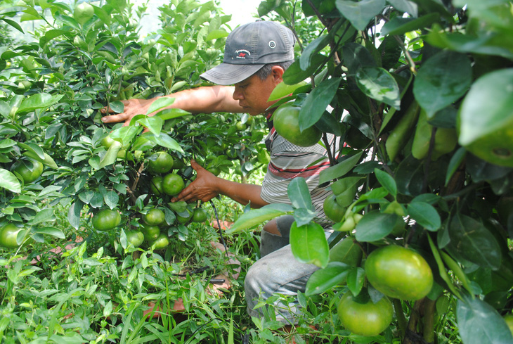 Quýt hồng Lai Vung trồng chậu độc, lạ sẵn sàng phục vụ Tết Canh Tý 2020 - Ảnh 4.