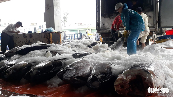 Hàng trăm tấn cá ồ ạt cập cảng Quy Nhơn sau bão số 6 - Ảnh 6.