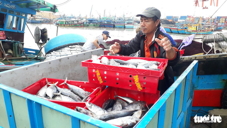 Hàng trăm tấn cá ồ ạt cập cảng Quy Nhơn sau bão số 6 - Ảnh 4.