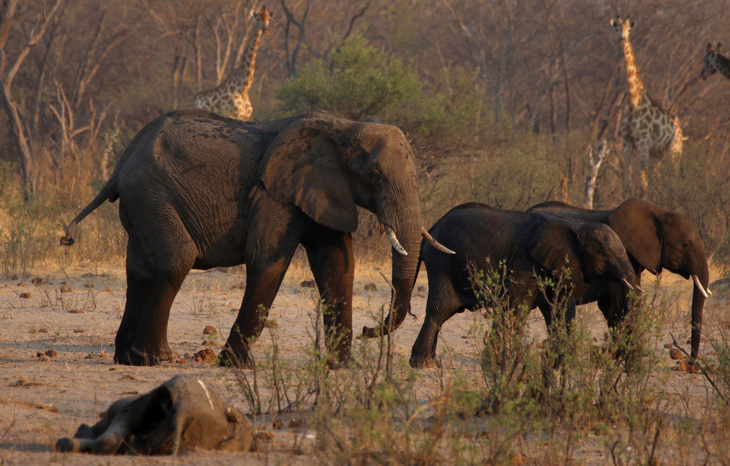 200 con voi chết vì đói khát, Zimbabwe chuẩn bị đợt di tản động vật lớn nhất lịch sử - Ảnh 1.