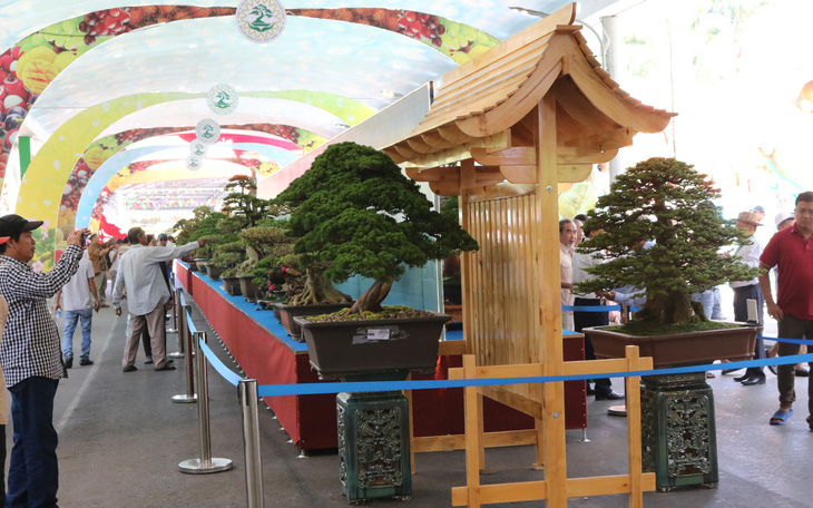 Chiêm ngưỡng những tác phẩm bonsai, suiseki tiền tỉ