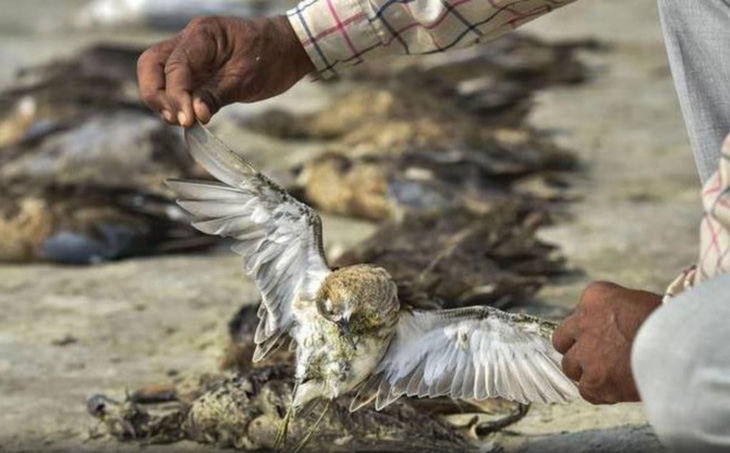 1.500 con chim chết rải 5-7km trên đường di trú - Ảnh 8.