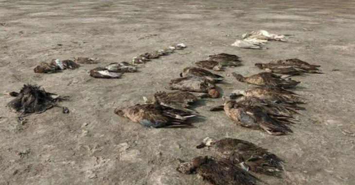 1.500 con chim chết rải 5-7km trên đường di trú - Ảnh 7.
