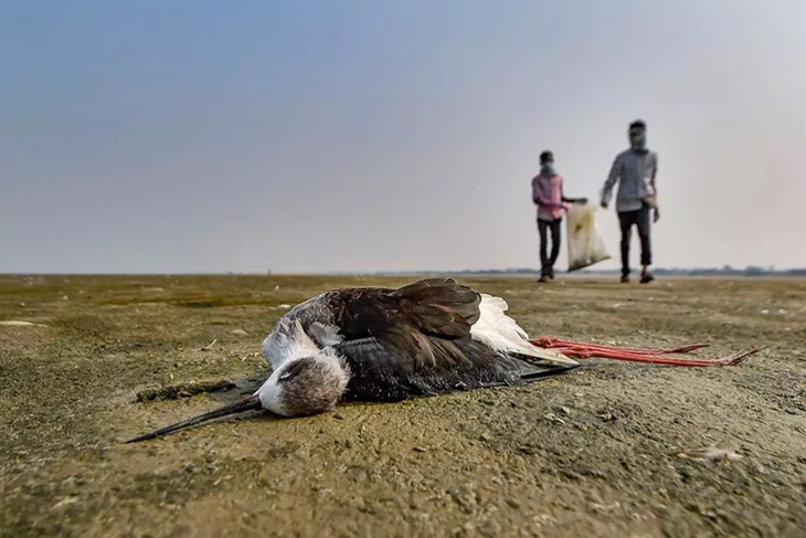 1.500 con chim chết rải 5-7km trên đường di trú - Ảnh 1.