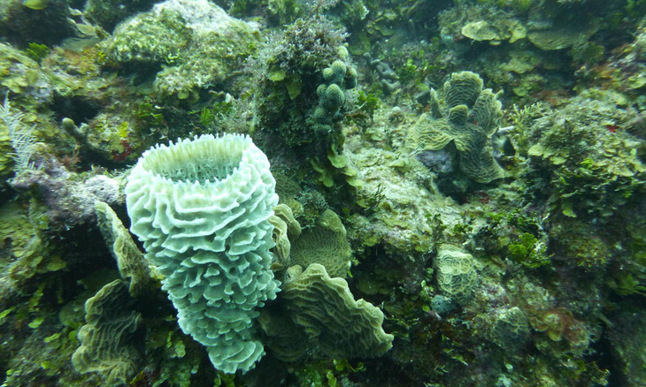 Bệnh lạ đe dọa hủy diệt rạn san hô ở vùng biển Caribe - Ảnh 1.