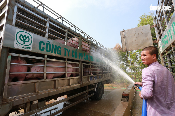 Heo hơi tăng giá mạnh, Bộ Nông nghiệp phải họp khẩn điều tiết giá - Ảnh 1.