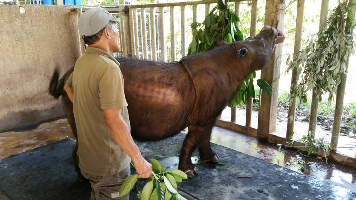 Con tê giác Sumatra cuối cùng ở Malaysia đã chết - Ảnh 1.