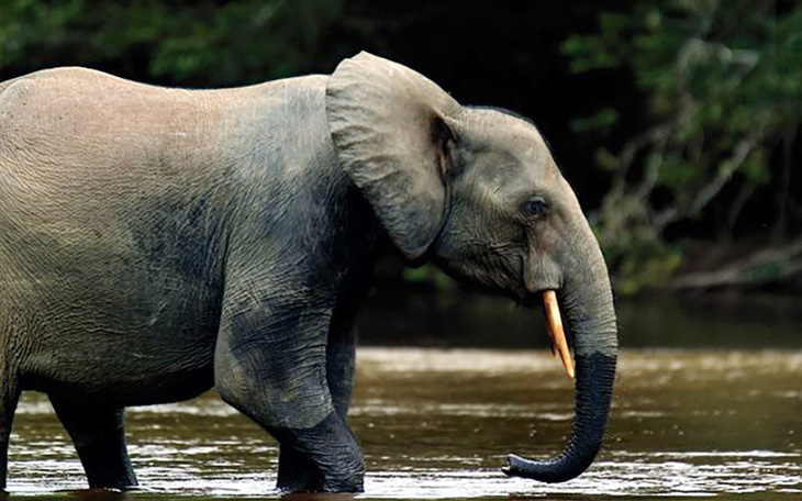 Nga tặng vũ khí cho Gabon ngăn săn trộm voi