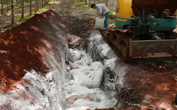 Tiêu hủy hơn 1,6 tấn thịt nhiễm dịch tả heo châu Phi ở Bình Phước