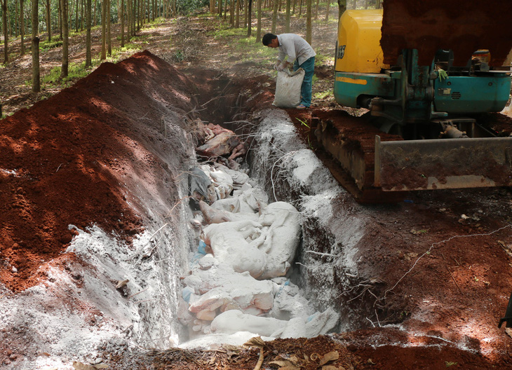 Tiêu hủy hơn 1,6 tấn thịt nhiễm dịch tả heo châu Phi ở Bình Phước - Ảnh 3.