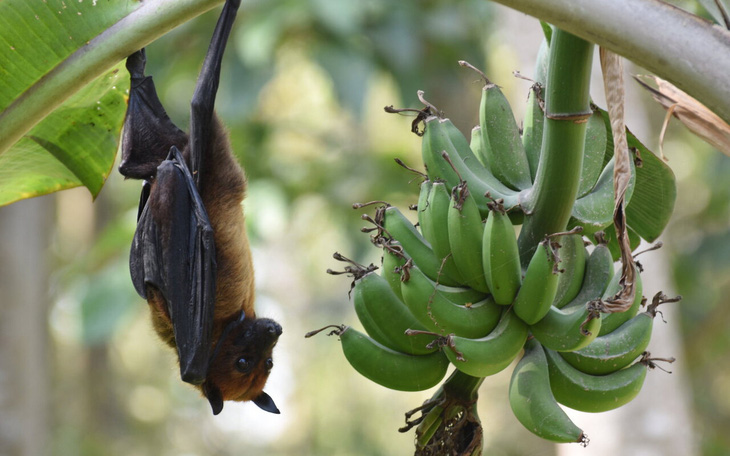 Chuyên gia y tế cảnh báo nguy cơ virus gây chết người Nipah bùng phát