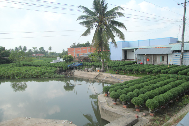 Miền Tây xâm nhập mặn bất thường, làng hoa Tết lo ngay ngáy - Ảnh 4.