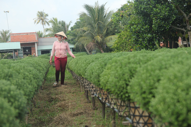 Miền Tây xâm nhập mặn bất thường, làng hoa Tết lo ngay ngáy - Ảnh 7.